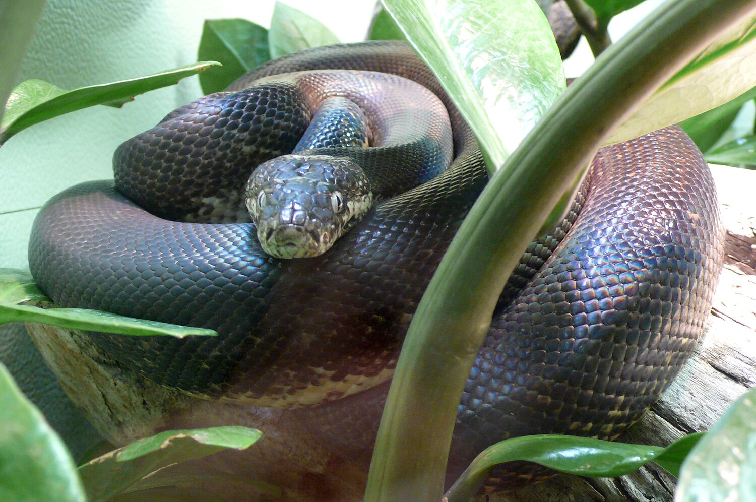 Bothrochilus boa — Wikipédia