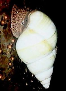 <i>Liguus</i> Genus of gastropods