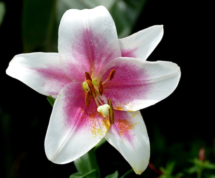 File:Lilium LxO hybrid 'Triumphator'.jpg