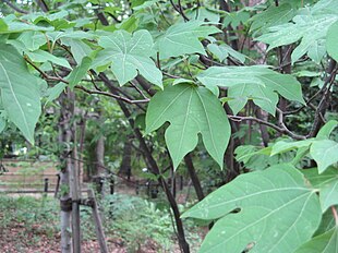 Lindera triloba Foto: Pieria