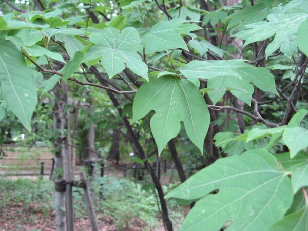 Lindera triloba leaves