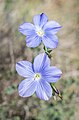 * Nomination Linum narbonense in commune of Peyriac-de-Mer, Aude, France. --Tournasol7 05:33, 19 June 2023 (UTC) * Promotion Good quality --Llez 05:44, 19 June 2023 (UTC)