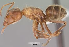 مشخصات Liometopum apiculatum casent0102758 1.jpg