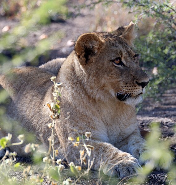 File:Lion, Madikwe (52238691635).jpg