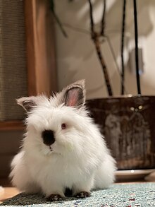 cute lionhead bunny