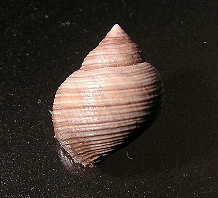 Littorina saxatilis 003.jpg