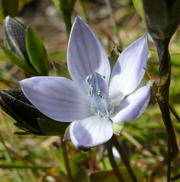 File:Lomatogonium carinthiacum 310807b.jpg