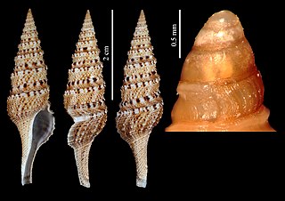 <i>Lophiotoma jickelii</i> Species of gastropod