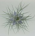 Nigella damascena