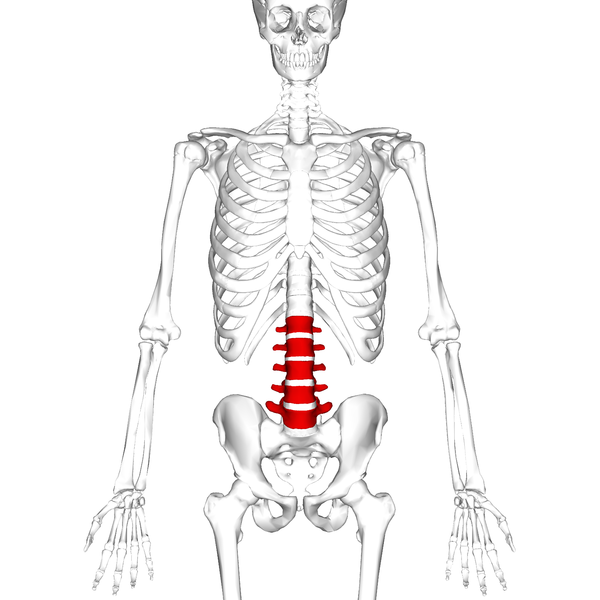 File:Lumbar vertebrae anterior.png