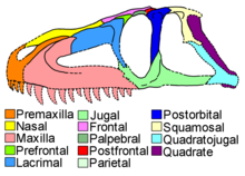 Luperosuchus cranium diagram.png