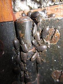 A few Mupli beetles found hiding in a door hinge, having invaded a home, mid-April. Luprops beetles hiding in a door hinge (Tenebrionidae, Coleoptera).JPG