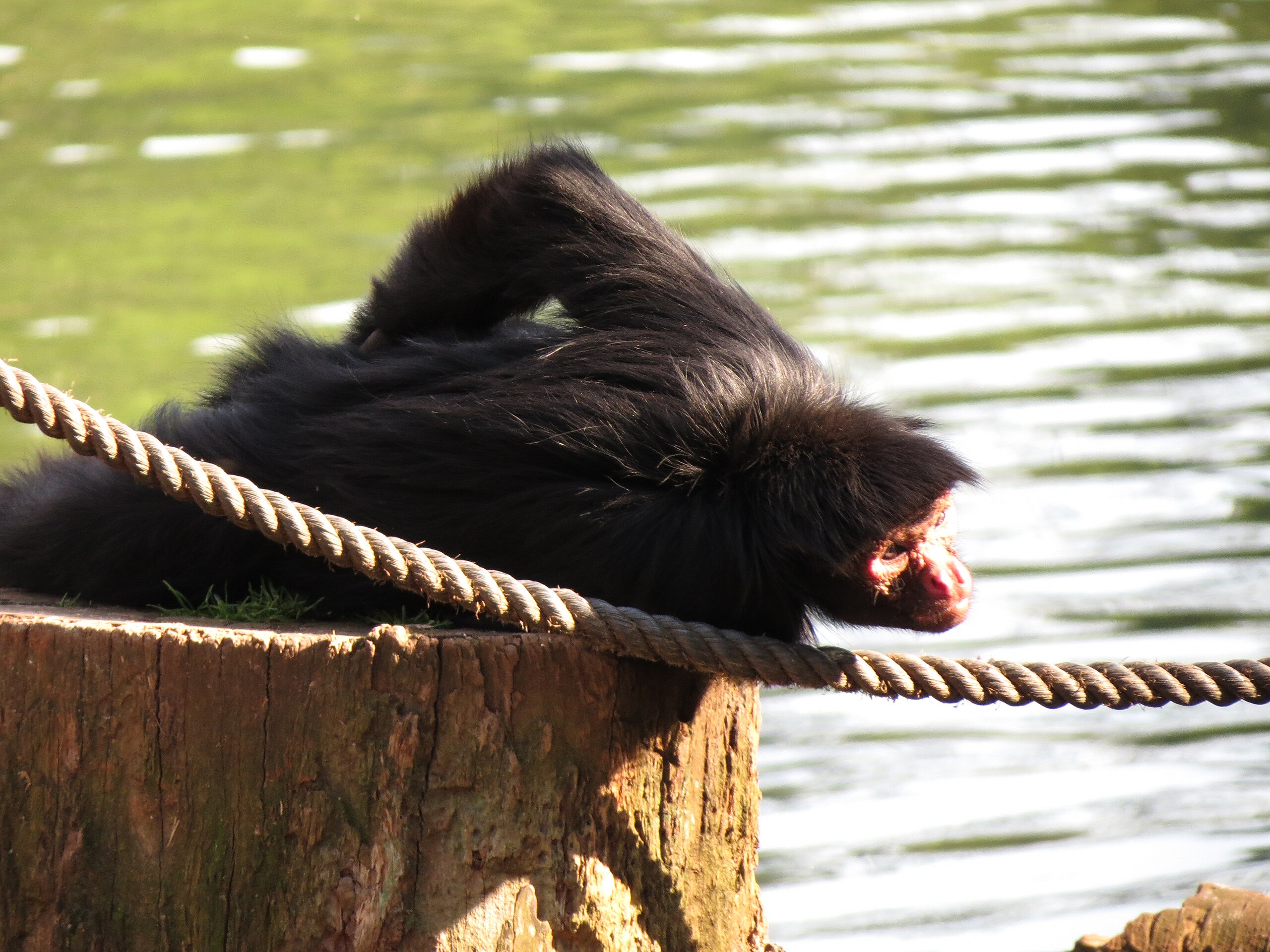 File:Macaco-aranha-cara-vermelha.jpg - Wikimedia Commons