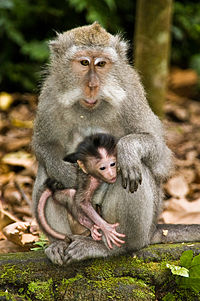 Macaque crabier mère et bébé.jpg