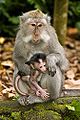 Macaque crabier mère et bébé