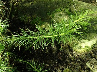 <i>Fluminaria</i> Genus of Asteraceae plants