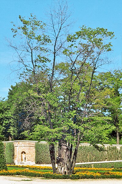 File:Madrid, Parterre del Retiro 1975 01.jpg