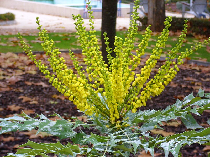 File:Mahonia x media Inflorescencia 2010-11-25 ParqueGassetCiudadReal.jpg