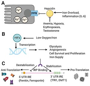 Major regulators of iron homeostasis.jpg