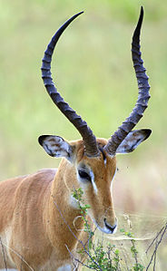 ♂ Aepyceros melampus (Impala)