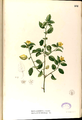 Malvastrum coromandelianum Blanco2.251-original.png