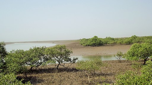 Mangrove Forest Sindh