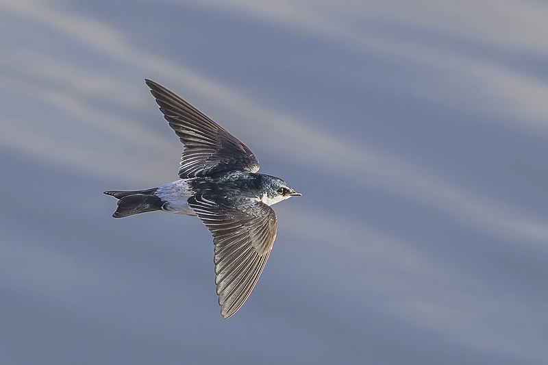 File:Mangrove swallow (Tachycineta albilinea) in flight Peten 3.jpg