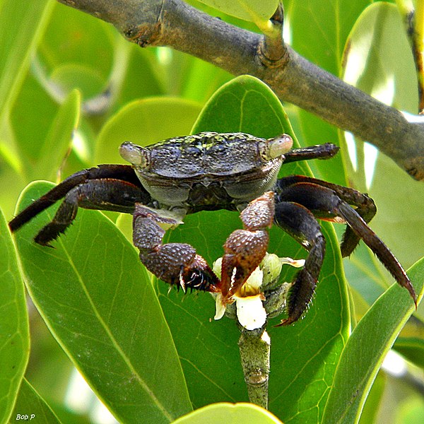File:Mangrove tree crab, Aratus pisonii.jpg