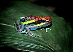 Thumbnail for Manú poison frog