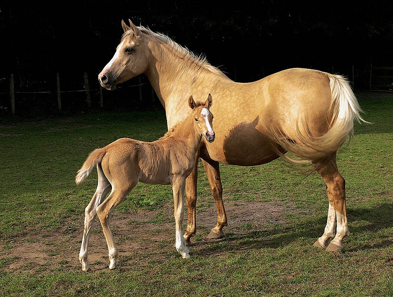 File:Mare and foal (Kvetina-Marie).jpg