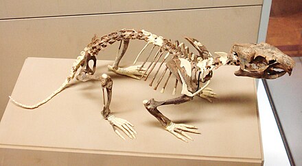 Marmota primigenia fossil
