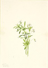 Field Violet (Viola rafinesquii)