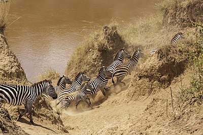 Stádo zeber stepních při přechodu řeky v keňské národní rezervaci Masai Mara