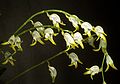Masdevallia bulbophyllopsis flowers