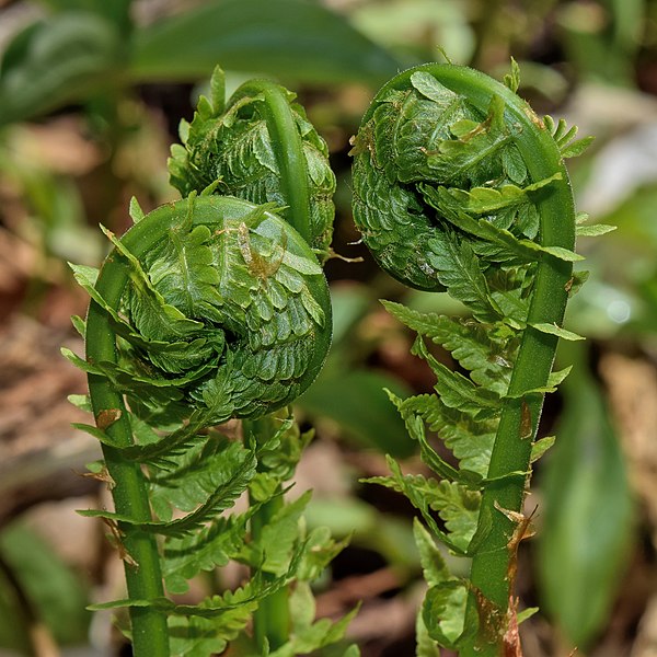 File:Matteuccia struthiopteris fiddleheads.jpg