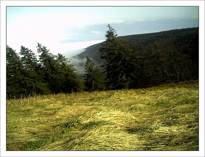 File:May Hochschwarzwald Mount Kandel 1300 mtr wilderness - Master Mythos Black Forest Photography 2013 former bear land - panoramio (18).jpg