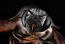 Megachile frugalis.jpg 