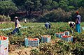 Melides ist bekannt für den Tomatenanbau in der Umgebung