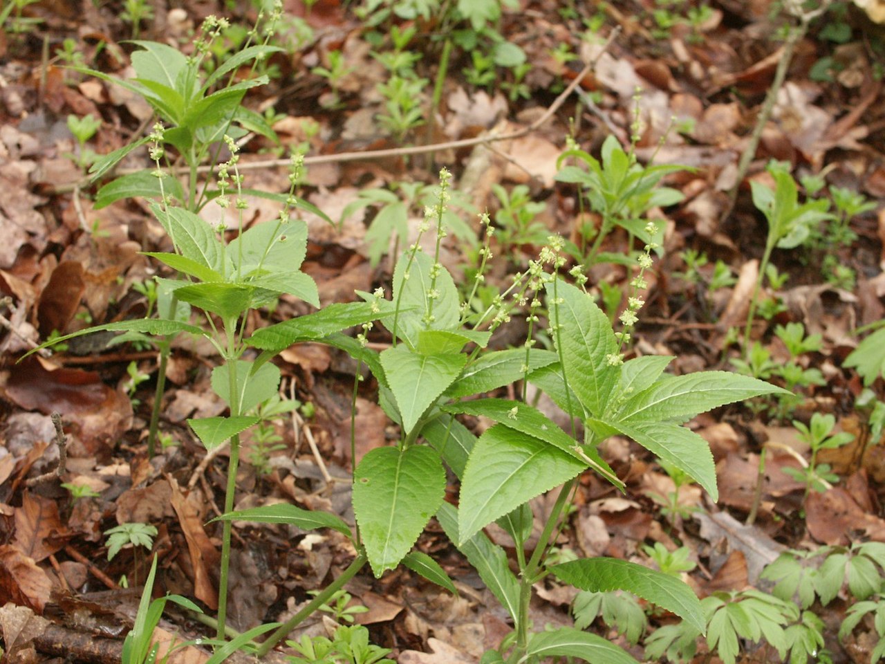 Пролесник многолетний (Mercuriális perénnis)