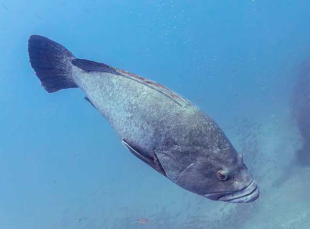 Тёмный групер (Epinephelus marginatus) в морском заповеднике Гаражау у побережья Мадейры