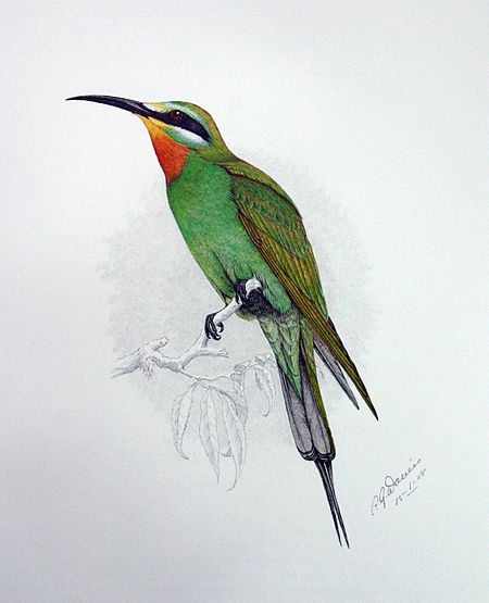 Merops persicus