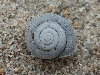 <span class="mw-page-title-main">Fraternal snail</span> Species of gastropod