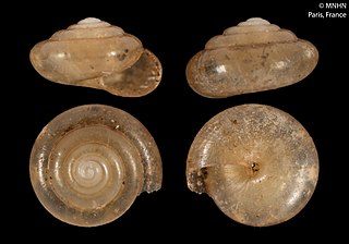 <i>Microcystina</i> Genus of gastropods
