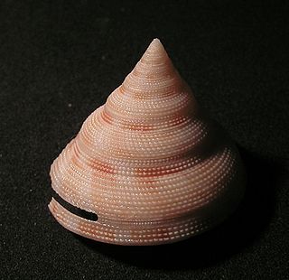 <i>Mikadotrochus caledonicus</i> Species of gastropod