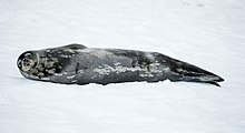 Mikkelsen Harbour-2016-Trinity Island (D'Hainaut Island)–Weddell seal (Leptonychotes weddellii) 03.jpg