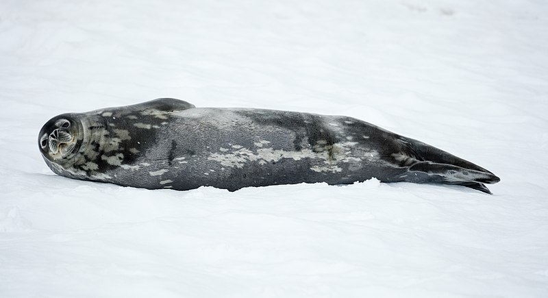 File:Mikkelsen Harbour-2016-Trinity Island (D'Hainaut Island)–Weddell seal (Leptonychotes weddellii) 03.jpg