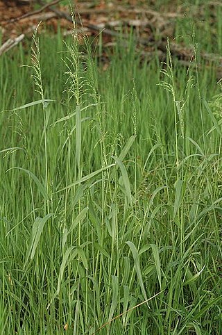 <i>Milium effusum</i> Species of flowering plant