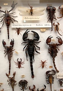 Collection de scorpions du Missiemuseum Steyl (nl), Pays-Bas.