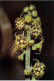 <i>Mitella pentandra</i> species of plant