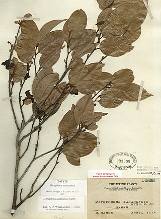 <i>Mitrephora samarensis</i> Species of plant in the family Annonaceae